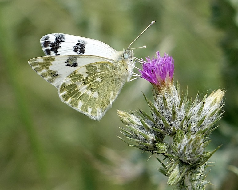 Bath white